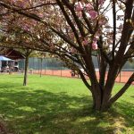 Blühender Baum Vor Tennisplatz Mit Rasenfläche Und Clubhaus Im Hintergrund.